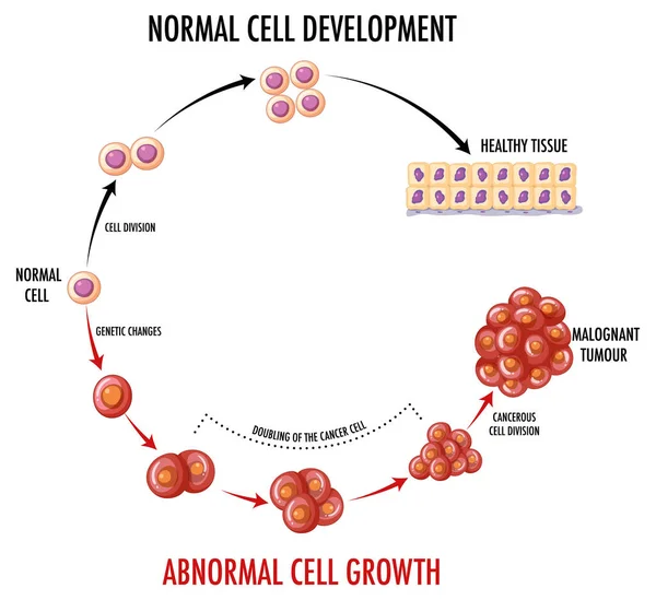 Diagramm Zeigt Die Normale Zellentwicklung — Stockvektor