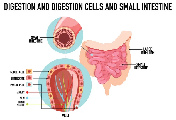 Диаграмма Показывающая Пищеварение Клетки Тонкой Кишки — стоковый вектор