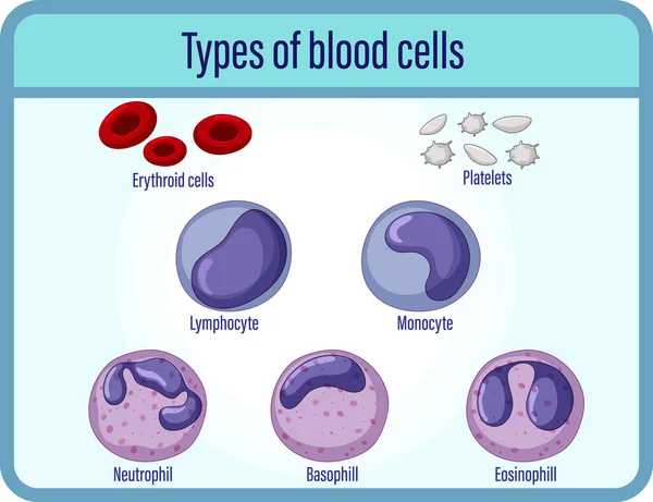 Тип Клітин Крові Медична Інформація Ілюстрація — стоковий вектор