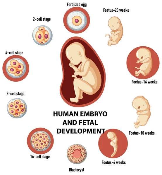 ヒトのインフォグラフィックイラストにおける胚と受精の発達 — ストックベクタ