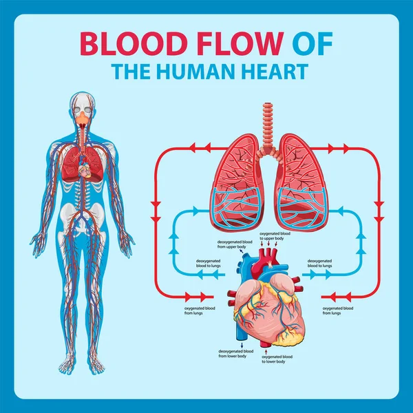 Diagramme Montrant Flux Sanguin Dans Coeur Humain Illustration — Image vectorielle