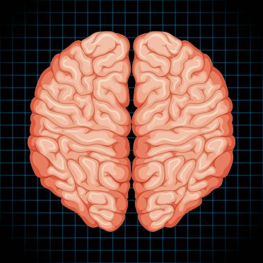 Beyin illüstrasyonlu insan iç organı