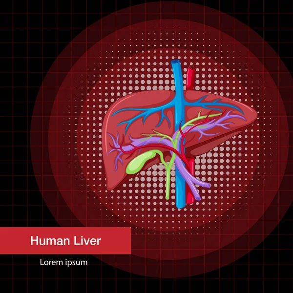 Human Internal Organ Liver Illustration — Stockvector