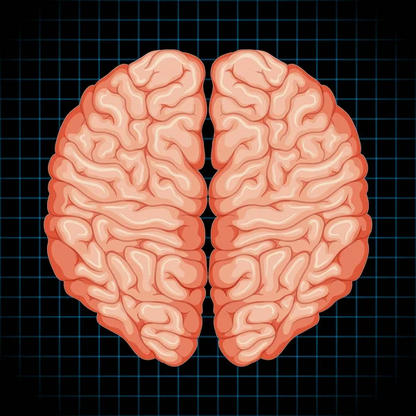 Órgão Interno Humano Com Ilustração Cerebral — Vetor de Stock