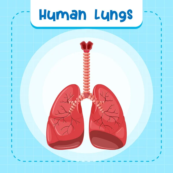 Human Internal Organ Lungs Illustration — Vector de stock