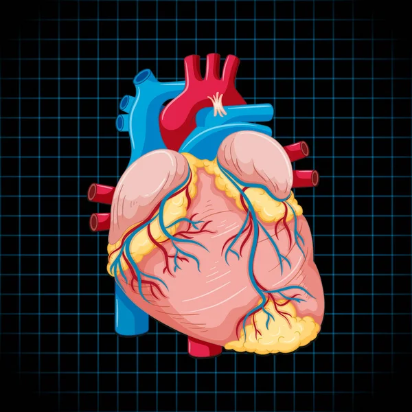 Human Internal Organ Heart Illustration — стоковый вектор