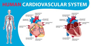 Kalp illüstrasyonlu insan iç organı