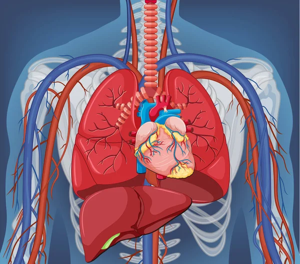 Röntgenbild Des Menschlichen Körpers Mit Darstellung Der Inneren Organe — Stockvektor