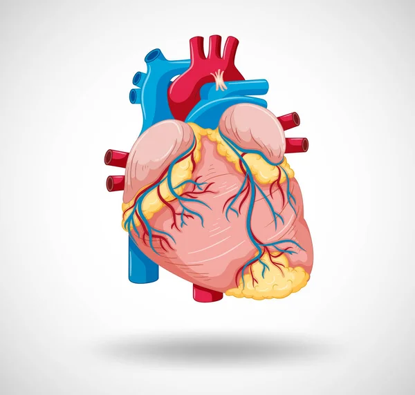 Human Internal Organ Heart Illustration — Vettoriale Stock