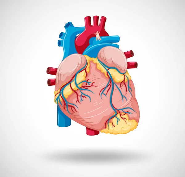 Human Internal Organ Heart Illustration — Vector de stock