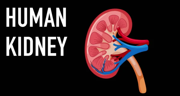 Órgano Interno Humano Con Ilustración Renal — Vector de stock