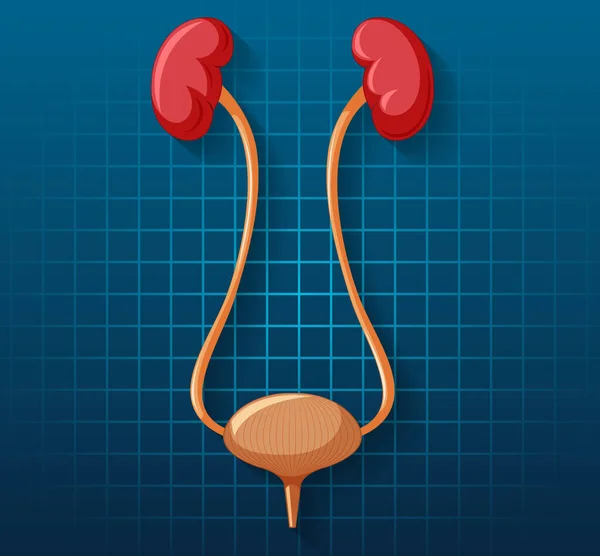 Human Internal Organ Kidneys Bladder Illustration — Stockvektor