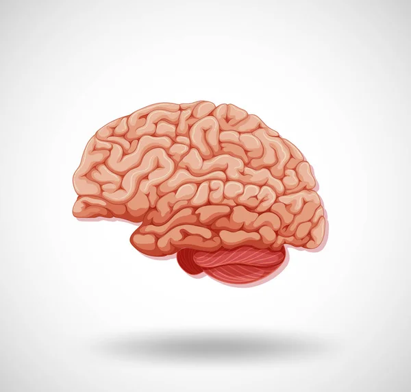 Órgão Interno Humano Com Ilustração Cerebral —  Vetores de Stock