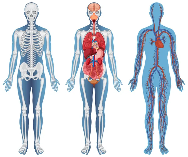解剖学的構造人体イラスト — ストックベクタ