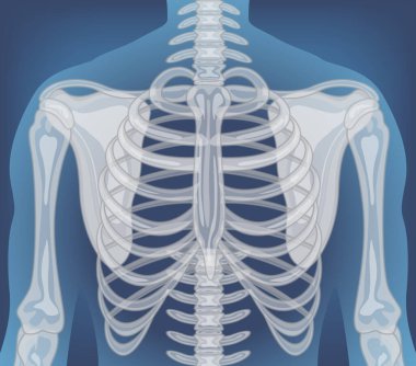 İç organ çizimi olan insan vücudunun röntgeni.