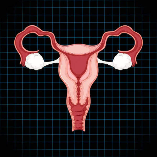 Human Internal Organ Uterus Illustration — Stockvector