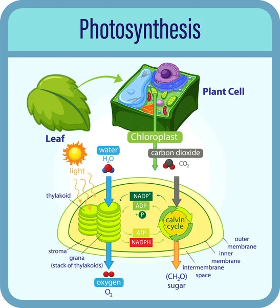 植物や細胞のイラストで光合成の過程を示す図 — ストックベクタ