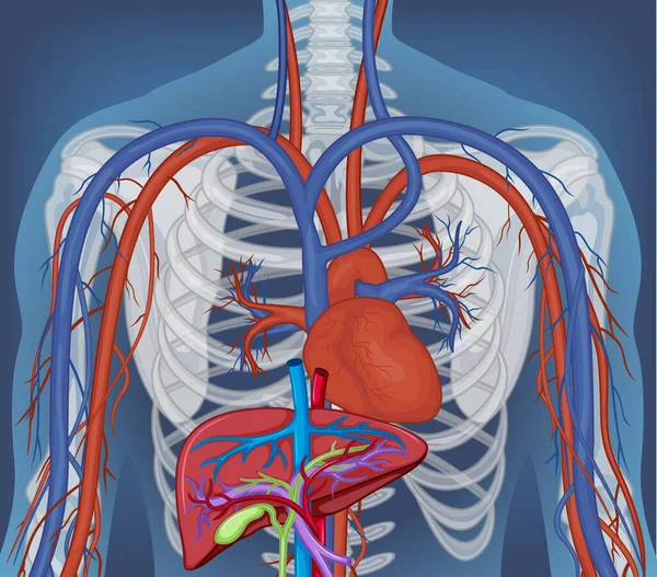 Ray Human Body Internal Organs Illustration — Stockvektor