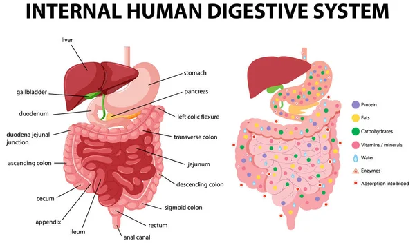 Diagrama Mostrando Ilustração Interna Sistema Digestivo Humano — Vetor de Stock