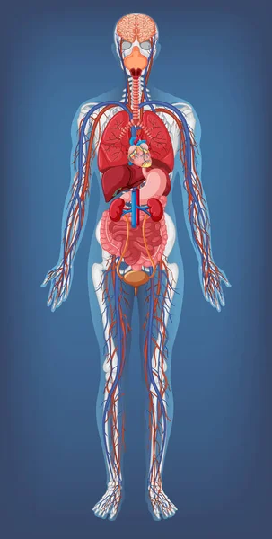 Anatomical Structure Human Body Illustration — Stockový vektor