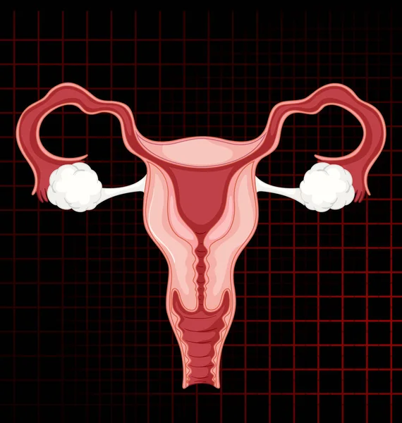 有子宫插图的人体内脏器官 — 图库矢量图片