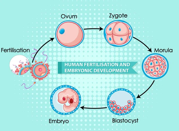 Fertilização Humana Ilustração Desenvolvimento Embrionário — Vetor de Stock