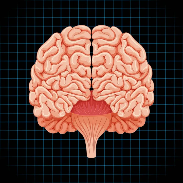 Órgão Interno Humano Com Ilustração Cerebral — Vetor de Stock