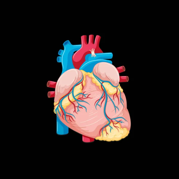 Órgano Interno Humano Con Ilustración Del Corazón — Vector de stock