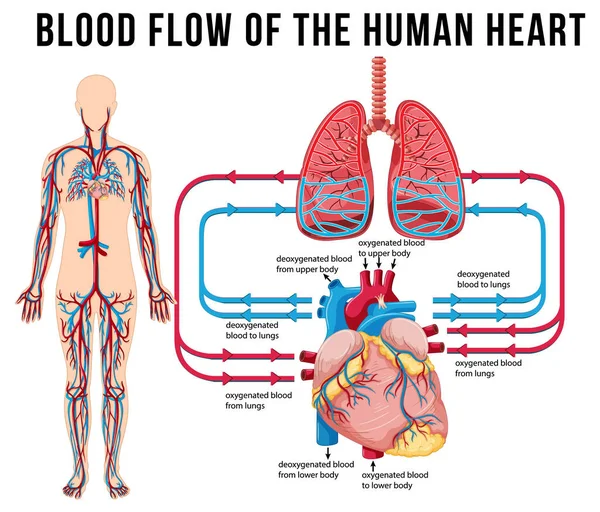 Schema Che Mostra Flusso Sanguigno Del Cuore Umano Illustrazione — Vettoriale Stock