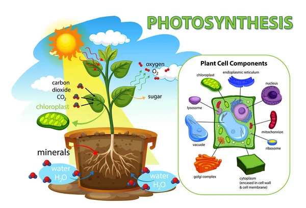 Diagramma Che Mostra Fotosintesi Nell Illustrazione Vegetale — Vettoriale Stock