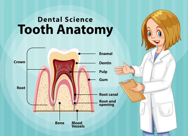 Infografía Humanos Ciencia Dental Ilustración Anatomía Dental — Vector de stock