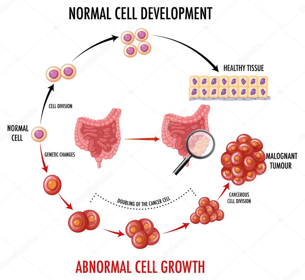Diagram showing normal cell development illustration
