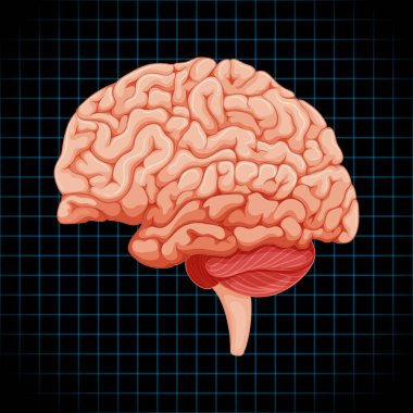Human internal organ with brain illustration