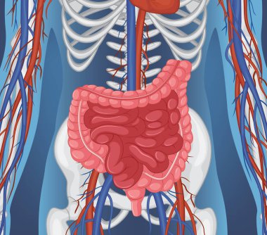 Human internal organ with intestine illustration