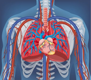 İç organ çizimi olan insan vücudunun röntgeni.