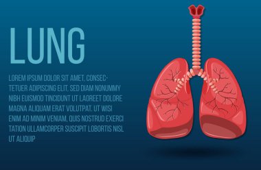 Human internal organ with lungs illustration