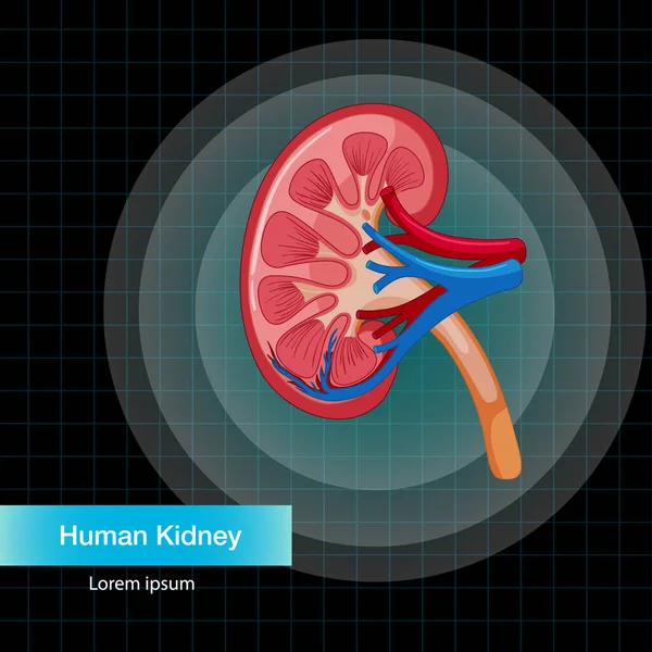 Mänskliga Inre Organ Med Njure Illustration — Stock vektor