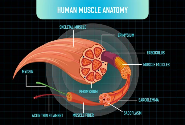 Ilustración Estructura Anatomía Muscular Humana — Vector de stock