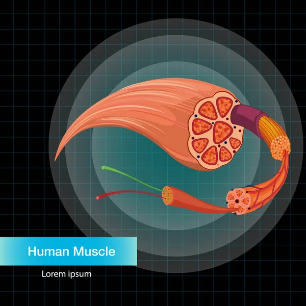 Ilustração Estrutura Anatomia Muscular Humana —  Vetores de Stock