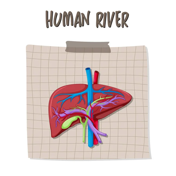 Organe Interne Humain Avec Illustration Foie — Image vectorielle