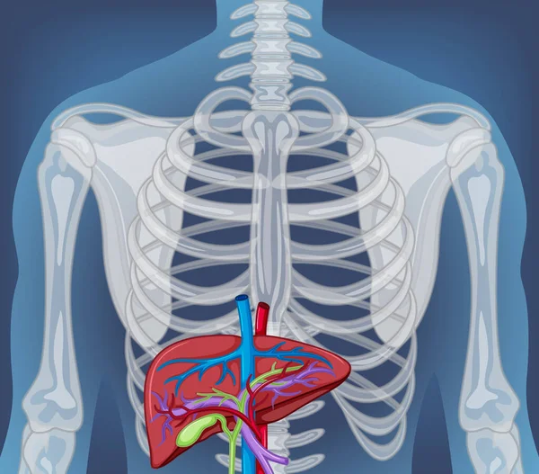 Ray Human Body Internal Organs Illustration — Stok Vektör