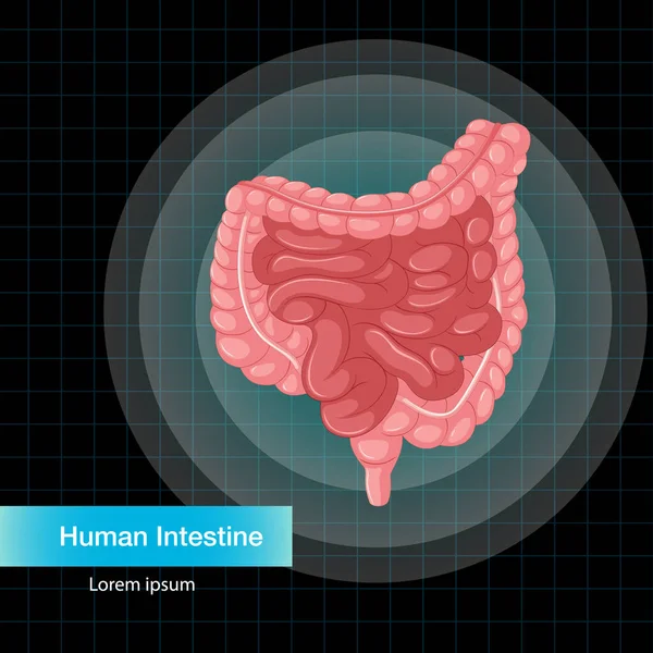 Human Internal Organ Intestine Illustration — 스톡 벡터