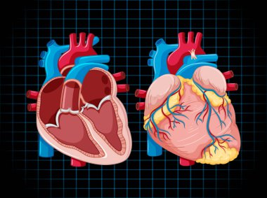 Human internal organ with heart illustration