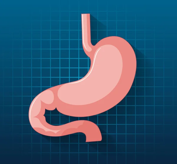 Human Internal Organ Stomach Illustration — Stockvector