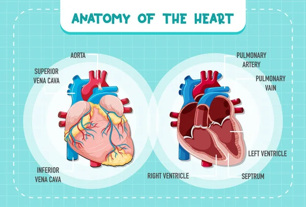 Human Internal Organ Heart Illustration — Stockový vektor