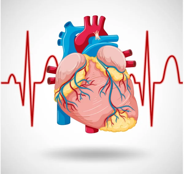 Human Internal Organ Heart Illustration — Vettoriale Stock