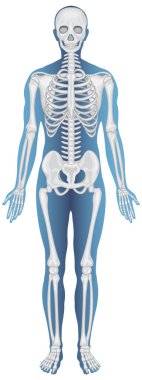 Anatomik Yapı İnsan İskeleti Çizimi