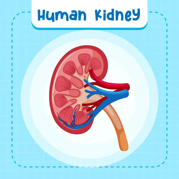 Human Internal Organ Kidney Illustration — Archivo Imágenes Vectoriales