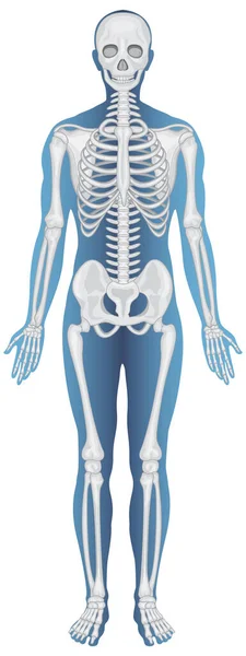 Anatomical Structure Human Skeleton Illustration — стоковый вектор