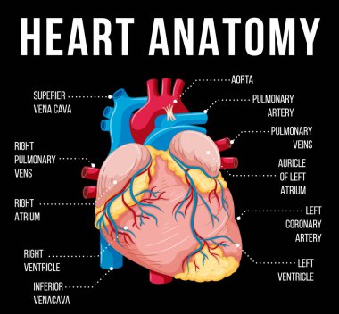 Human internal organ with heart illustration